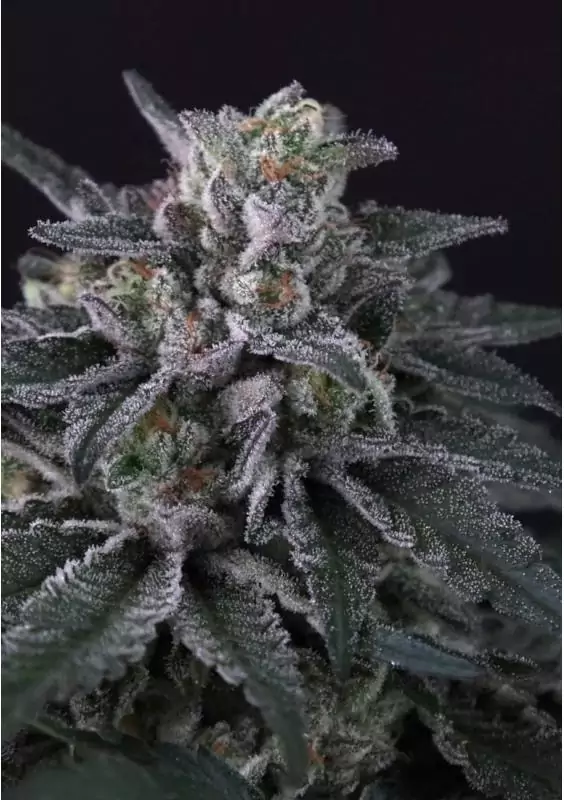 Gulupa by Paradise Seeds