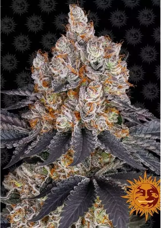 GELATO SEMILLAS