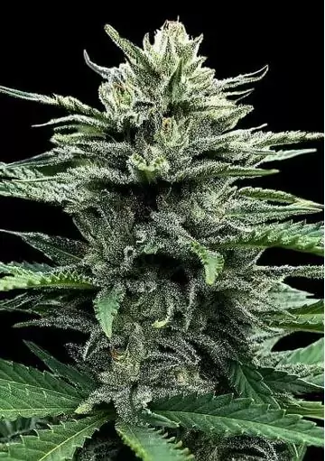 marihuana Strawberry Banana Auto