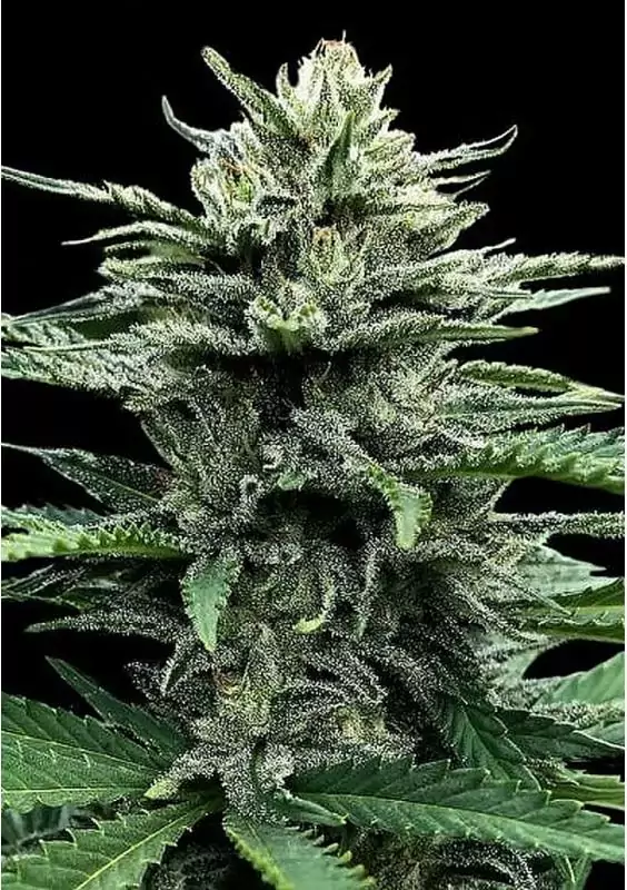 marihuana Strawberry Banana Auto