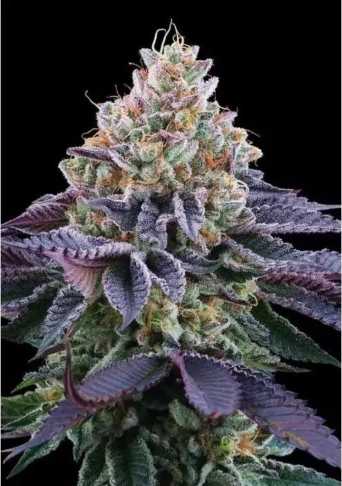 COCO FRESH