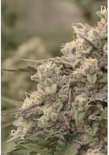 Sunday Punch Feminizada de Delicious Seeds