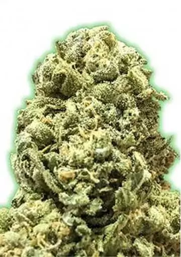 Monster Girl Scout Cookies strain