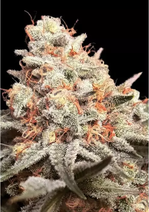 Rainbow Mints Feminizada de 00 Seeds