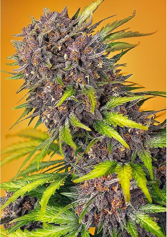 Diablo Rojo XL Auto® by Sweet Seeds | A Masterpiece of Red-Hued Beauty