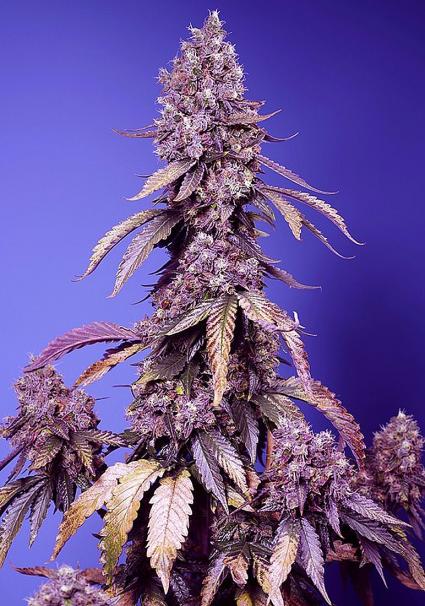 Black Muffin Fast Version by Sweet Seeds