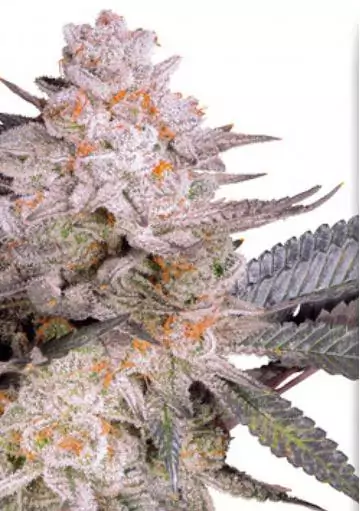 Orange Bud 2.0 Dutch Passion Feminized Strain
