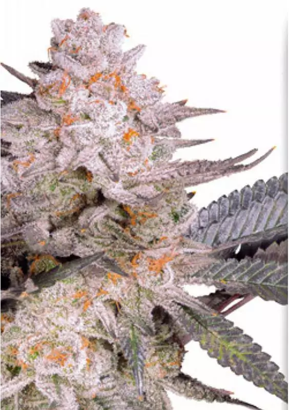 Orange Bud 2.0 Dutch Passion Feminized Strain