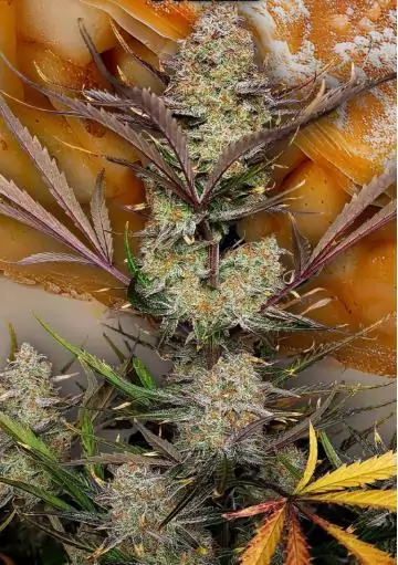 Apple Strudel Auto de Fast Buds