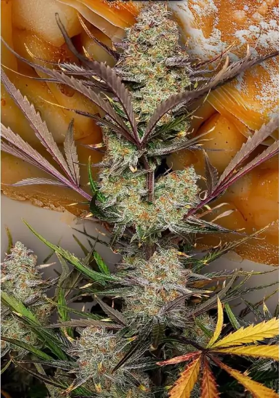 Apple Strudel Auto de Fast Buds