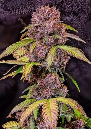 Lemon Cherry Cookies Auto Semillas de Fast Buds
