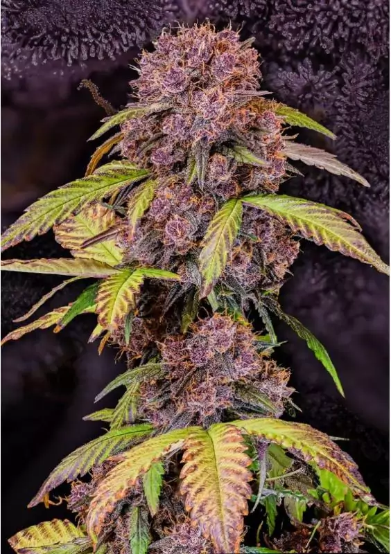 Lemon Cherry Cookies Auto Semillas de Fast Buds