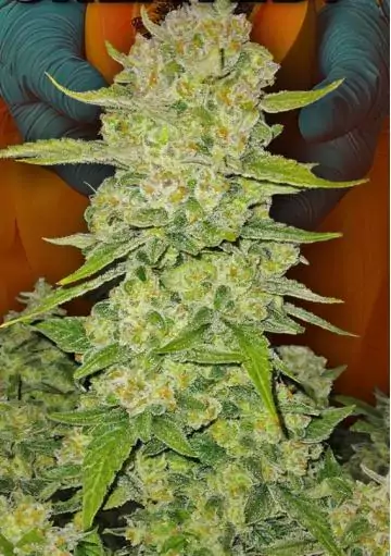 Papaya Cookies Auto Semillas de Fast Buds