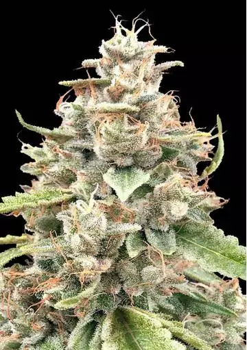 Lemon Bean Fast Feminized by Advanced Seeds