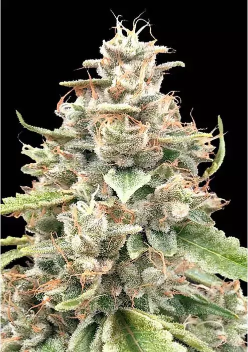 Lemon Bean Fast Feminized by Advanced Seeds
