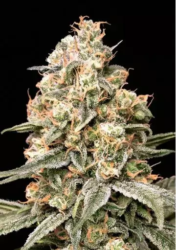 Sementes Auto Apple Fritter de Advanced Seeds