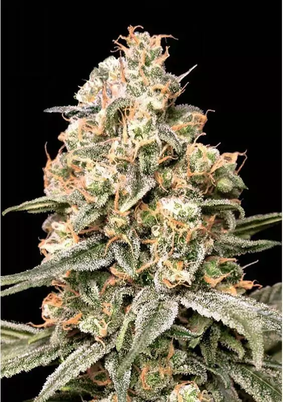Sementes Auto Apple Fritter de Advanced Seeds