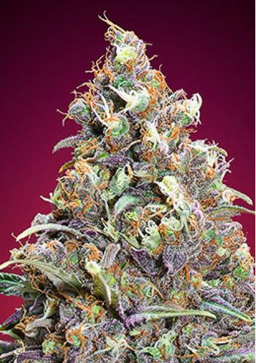 Semillas Grand Daddy Purple Feminizadas a granel baratas