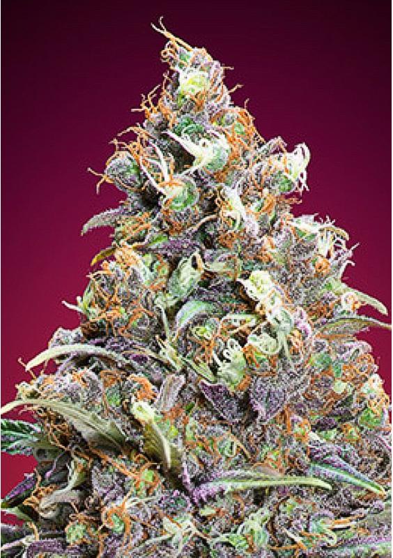 Semillas Grand Daddy Purple Feminizadas a granel baratas