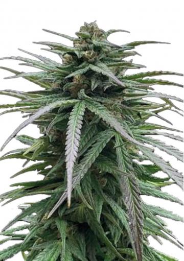 Zmäkdaun Feminized Seeds