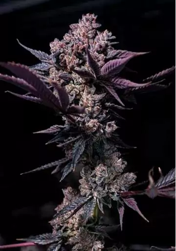 Semillas de Black Cookie Feminizadas