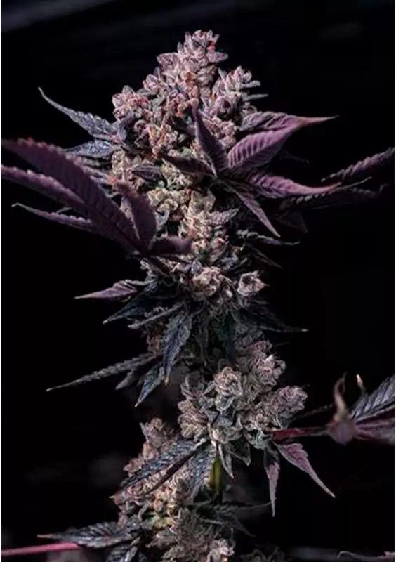 Semillas de Black Cookie Feminizadas