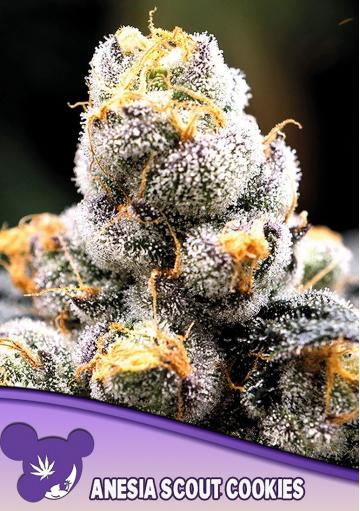 Anesia Scout Cookies feminized marijuana seeds