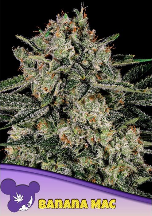 Banana MAC Feminized Seeds