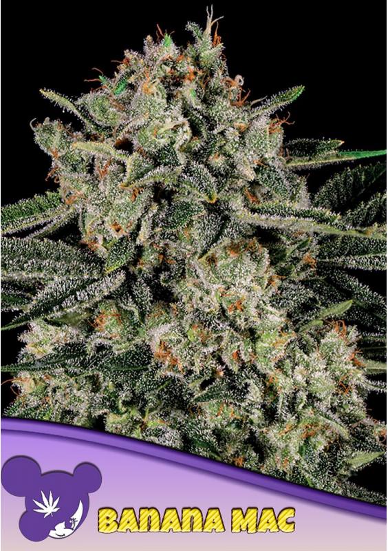 Banana MAC Feminized Seeds