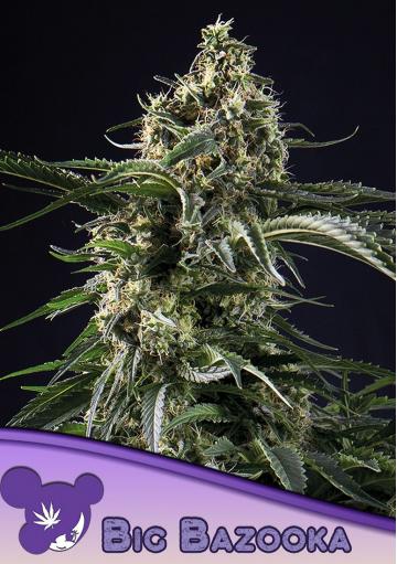 Big Bazooka feminized seeds