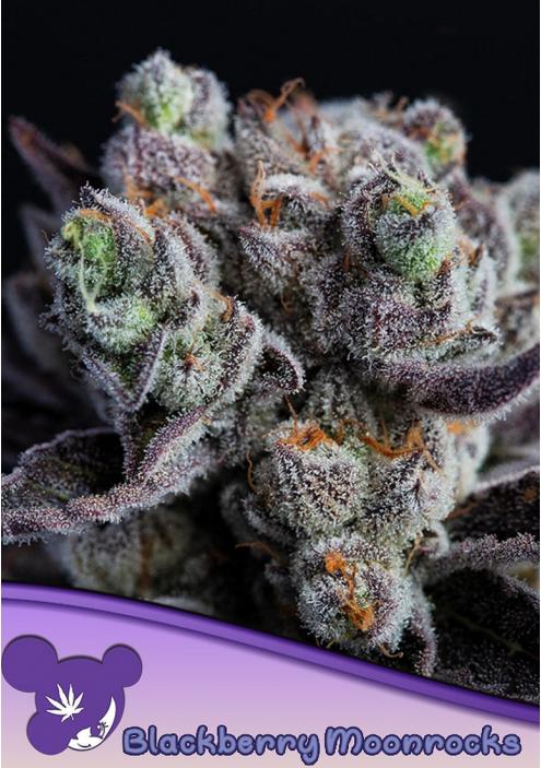 Blackberry Moonrocks Feminized Seeds