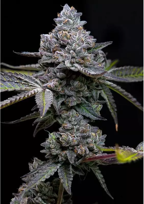 APPLE FRITTER