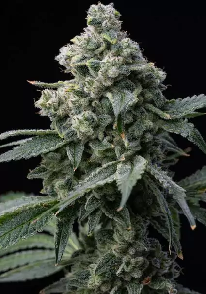 BRUCE BANNER