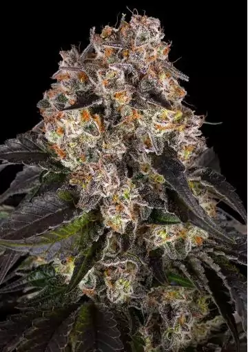 Semillas Girl Scout Cookies de Barneys Farm