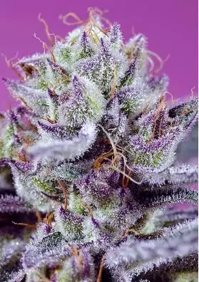 marihuana Diablo’s Delight XL Auto