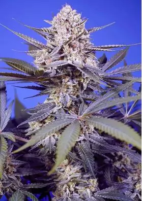 marihuana PINEAPPLE SLUSH XL AUTO