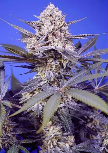 marihuana PINEAPPLE SLUSH XL AUTO