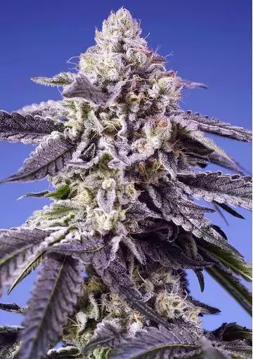MARIHUANA PERMANENT JEALOUSY XL AUTO