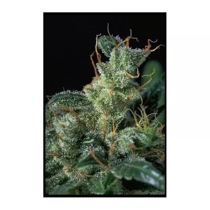 seriousseeds-kalimist