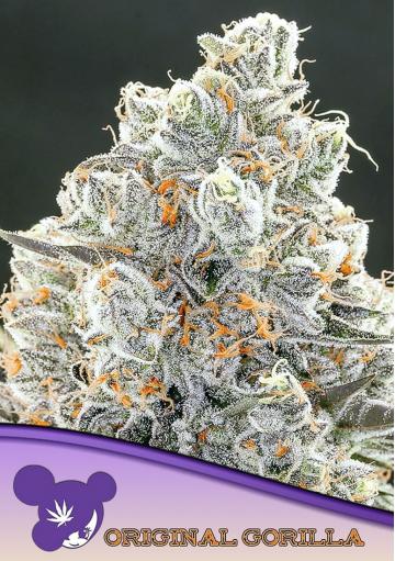 ORIGINAL GORILLA 4 FEMINIZED SEEDS