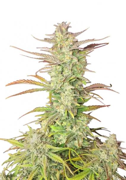 Z-Up Auto feminised autoflowering seeds