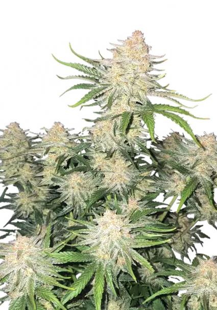 Cogollo de Frostbanger Auto cubierto de tricomas blancos y brillantes