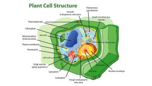 Understanding Cannabis at the cellular level