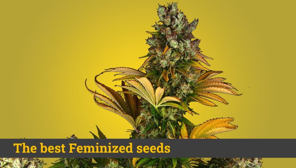 NUEVAS semillas de marihuana, Sensi Seeds Research