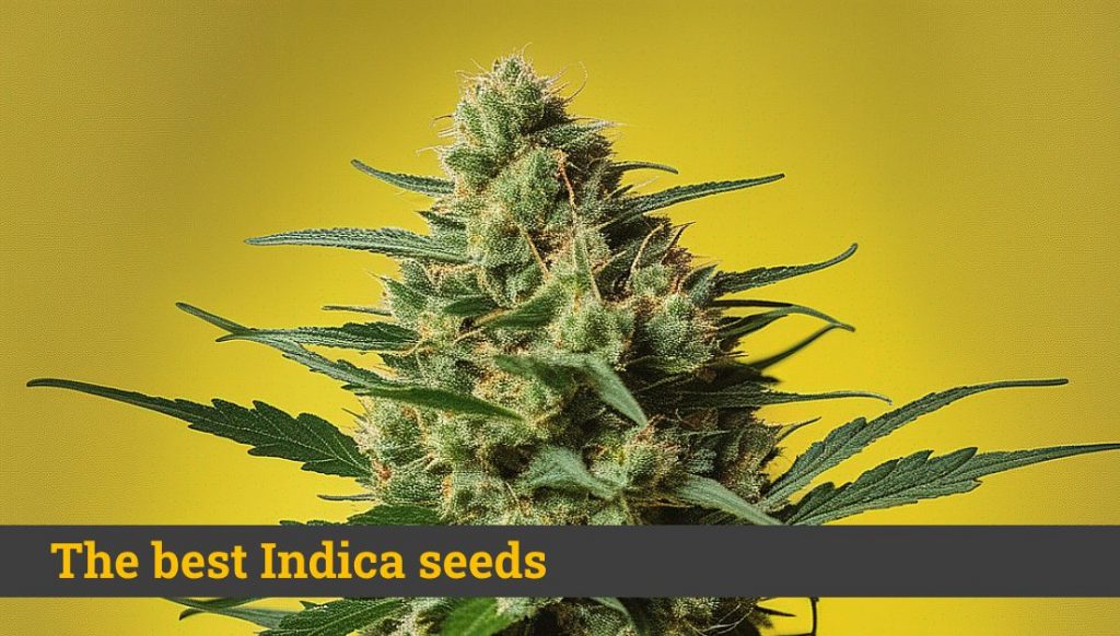 The Best Indica Strain Discover All Marijuana Seeds
