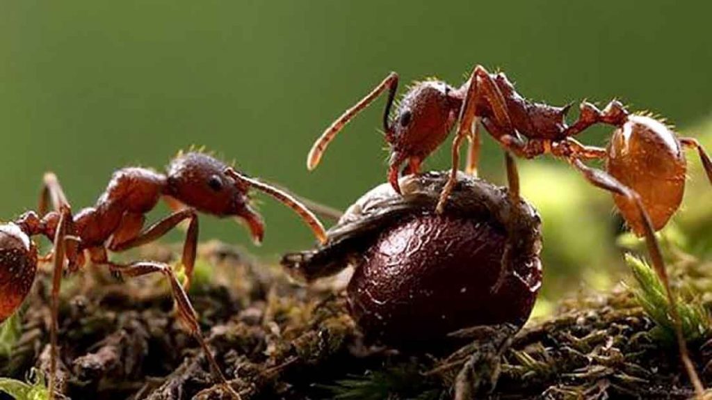 formigas canabis