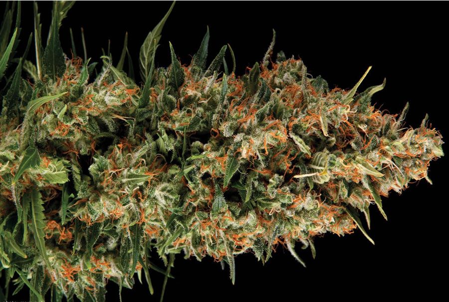 Wembley Feminized Marijuana Strain | Pyramid Seeds