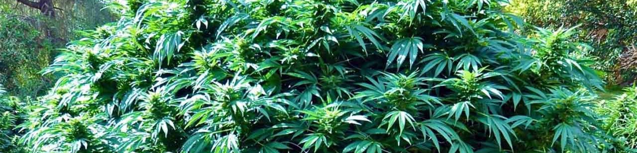 ¿Cómo Aumentar La Producción De Marihuana Con Los Abonos?