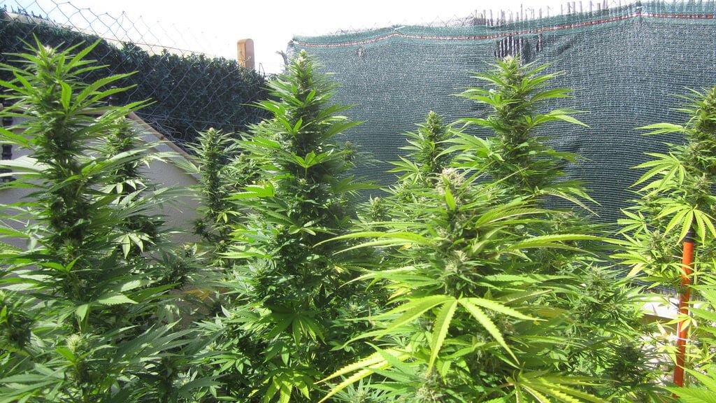 cultivo exterior, marihuana, hierba, Cannabis