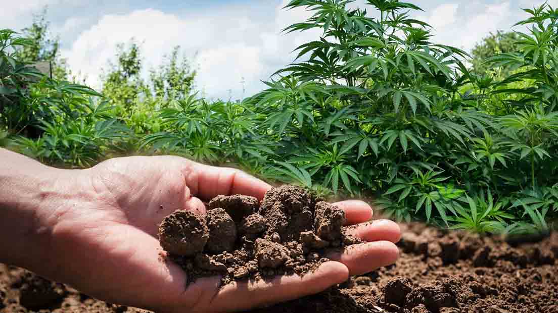 Germinar semillas de marihuana para cultivos hidropónicos y